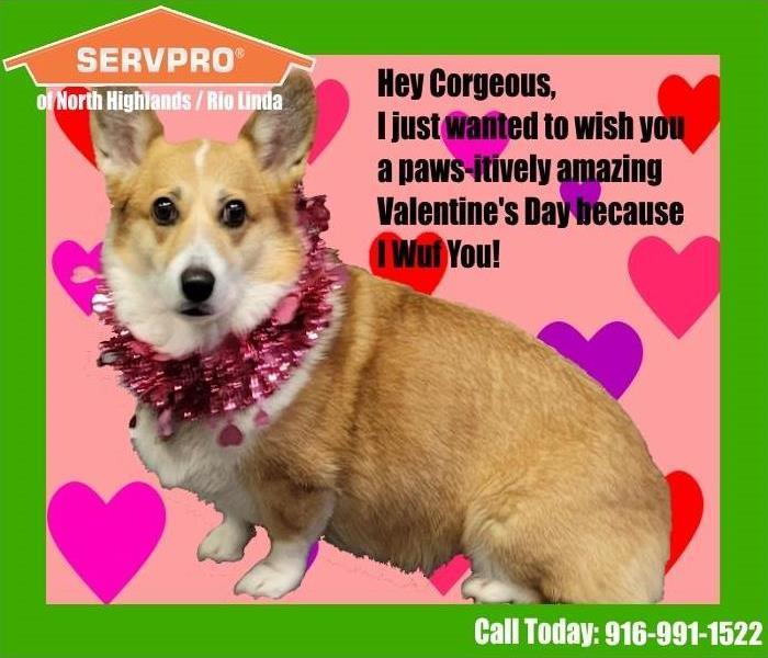 a dog on a servpro holiday card